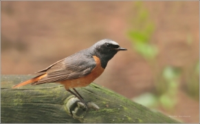 <p> REHEK ZAHRADNÍ (Phoenicurus phoenicurus) /Common redstart - Gartenrotschwanz/</p>